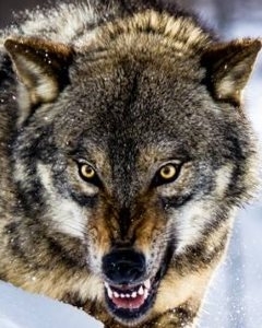 В поддержку декоммунизации Украины